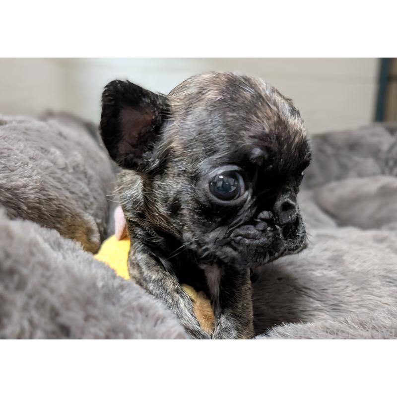 成約済の愛媛県のフレンチブルドッグ-419542の6枚目