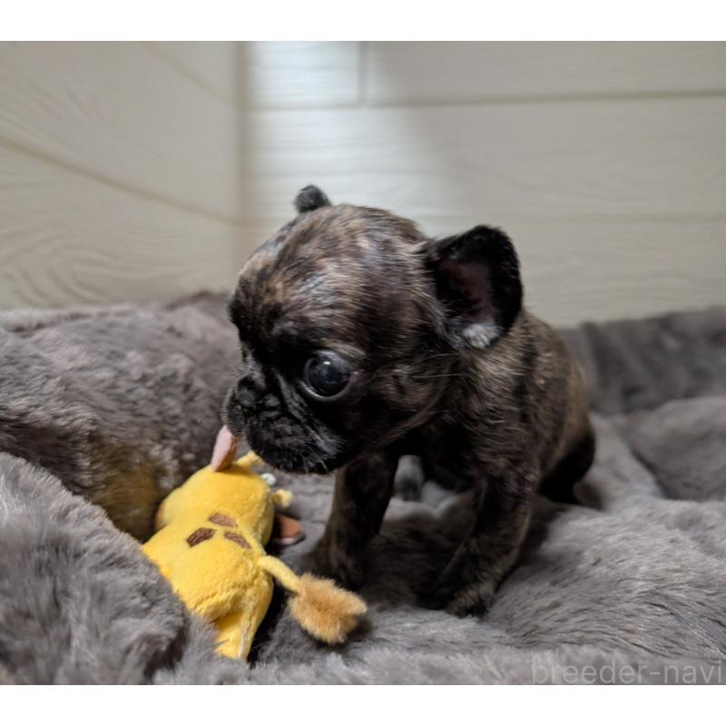 成約済の愛媛県のフレンチブルドッグ-419542の5枚目