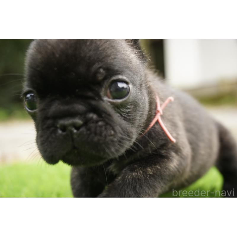 販売中の鹿児島県のフレンチブルドッグ-425979の6枚目