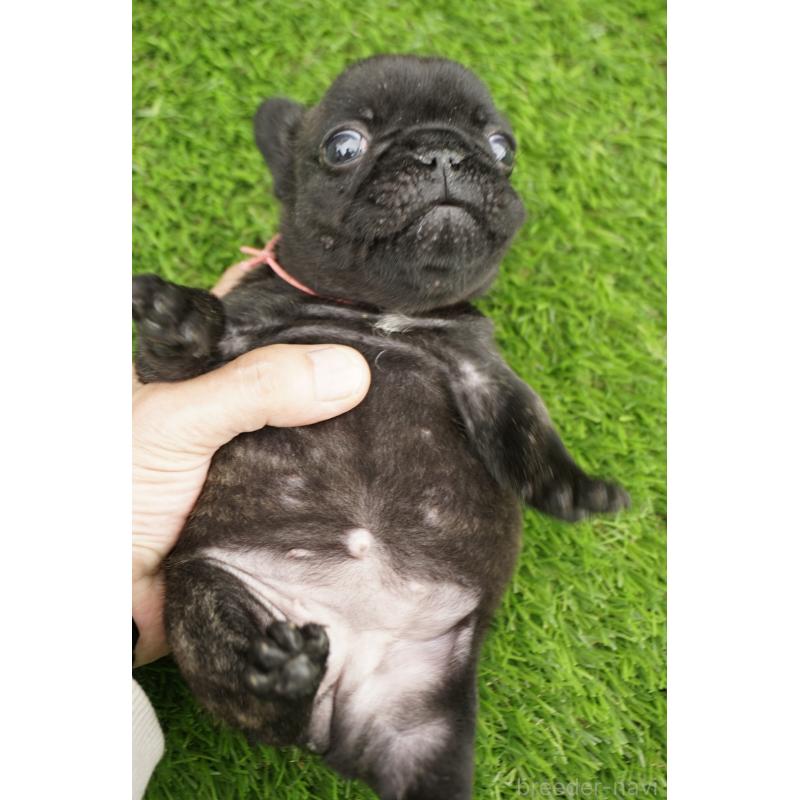 販売中の鹿児島県のフレンチブルドッグ-425979の5枚目