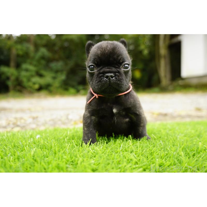 販売中の鹿児島県のフレンチブルドッグ-425979の4枚目