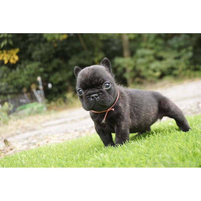 販売中の鹿児島県のフレンチブルドッグ-425979の3枚目