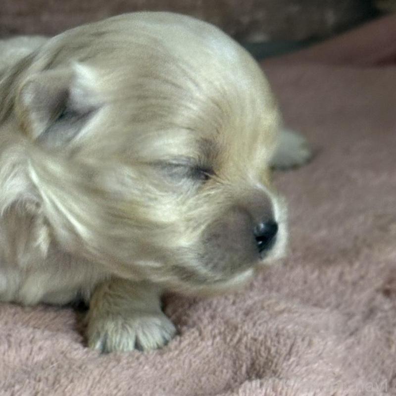 販売中の埼玉県のマルプー:マルチーズ×トイプードル-426038の3枚目