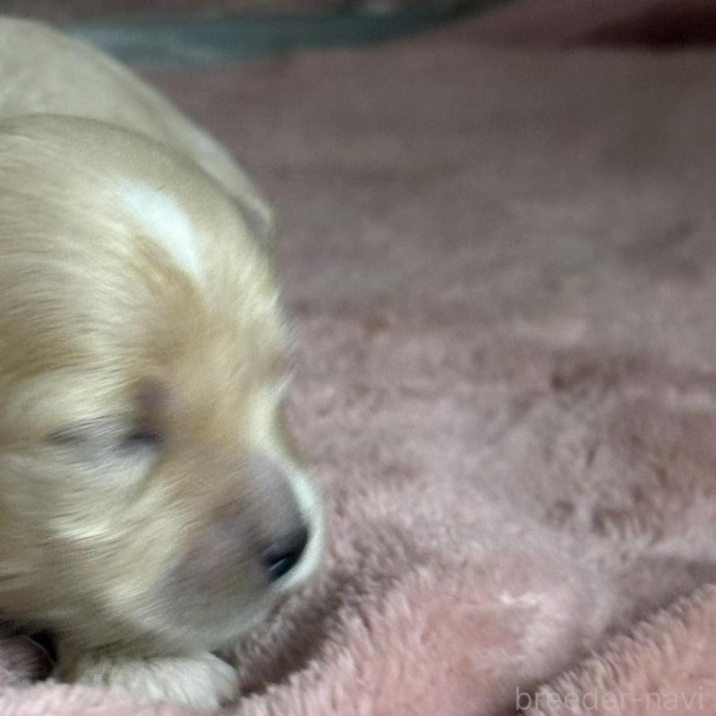 販売中の埼玉県のマルプー:マルチーズ×トイプードル-426038の2枚目