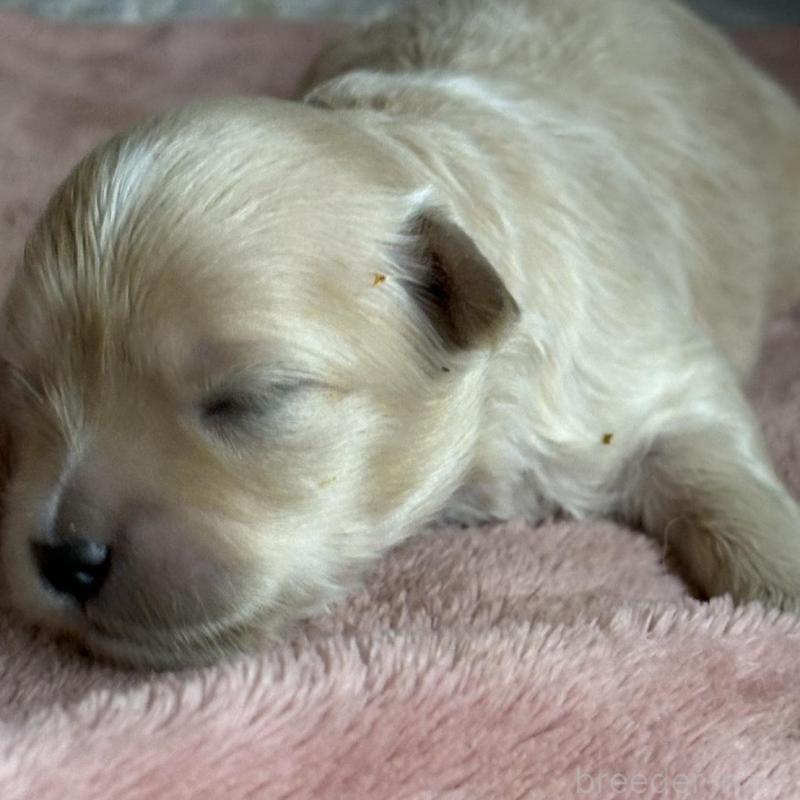 販売中の埼玉県のマルプー:マルチーズ×トイプードル-426038