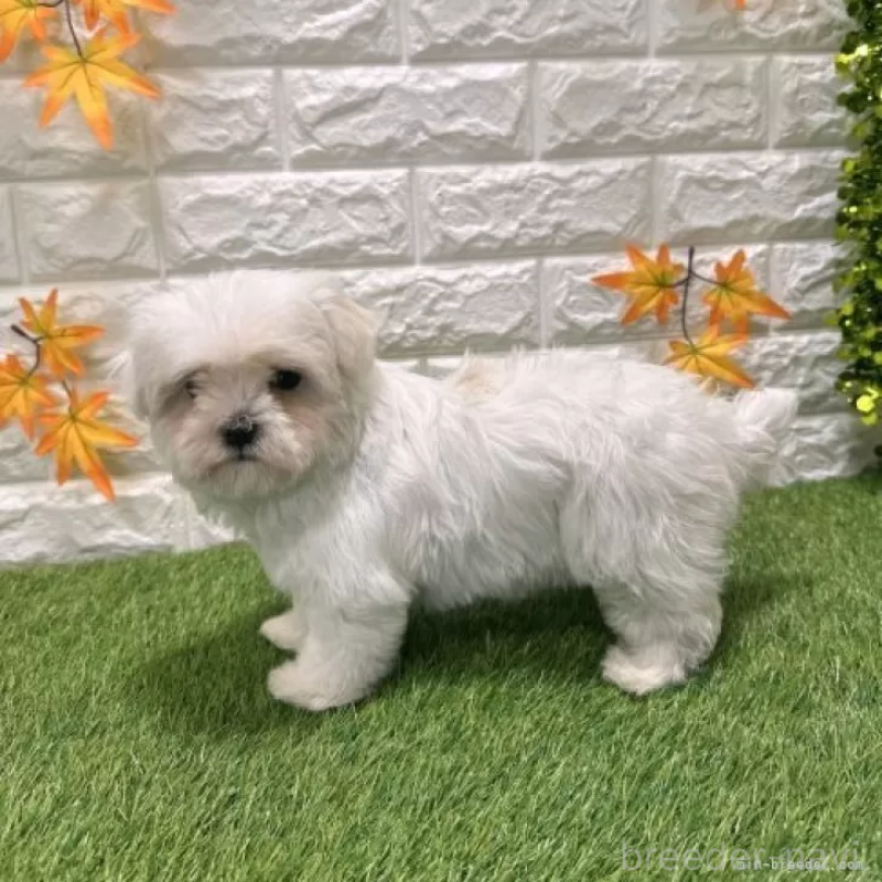 販売中の愛知県のマルチーズ-426040の5枚目