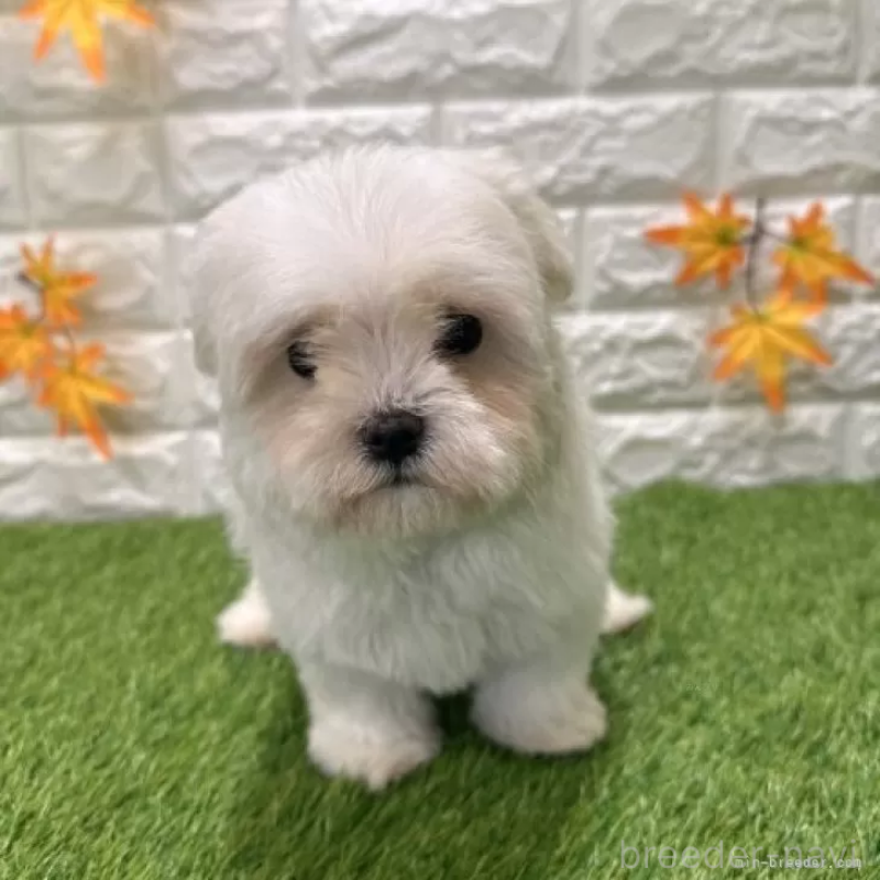 販売中の愛知県のマルチーズ-426040の3枚目