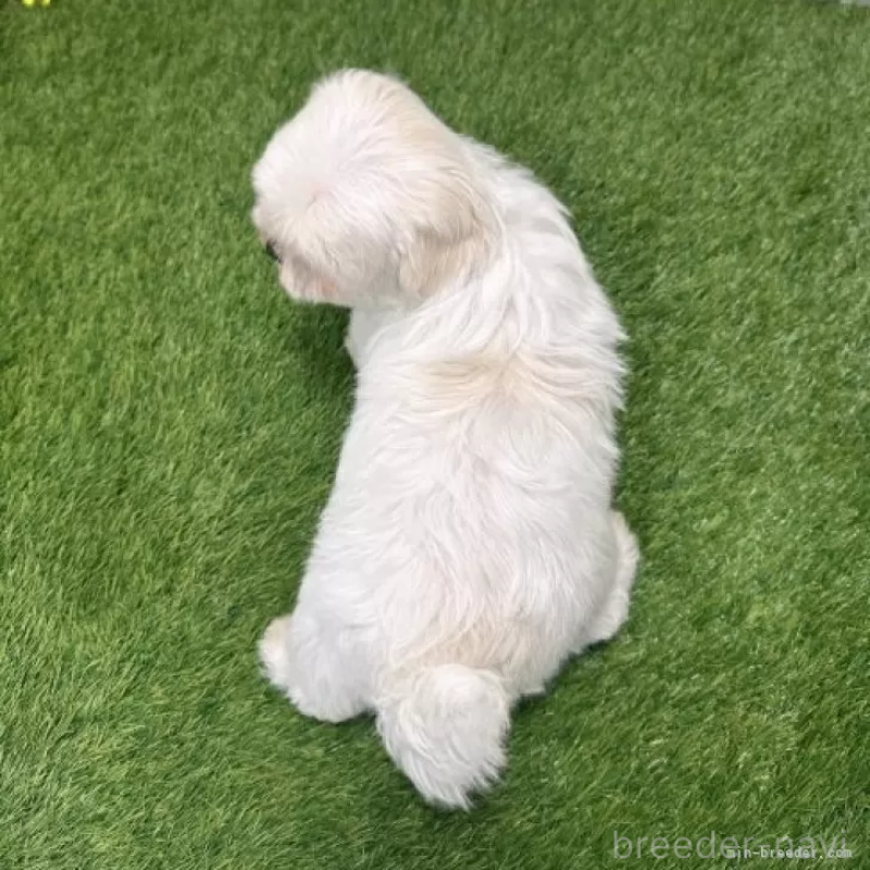 販売中の愛知県のマルチーズ-426040の2枚目