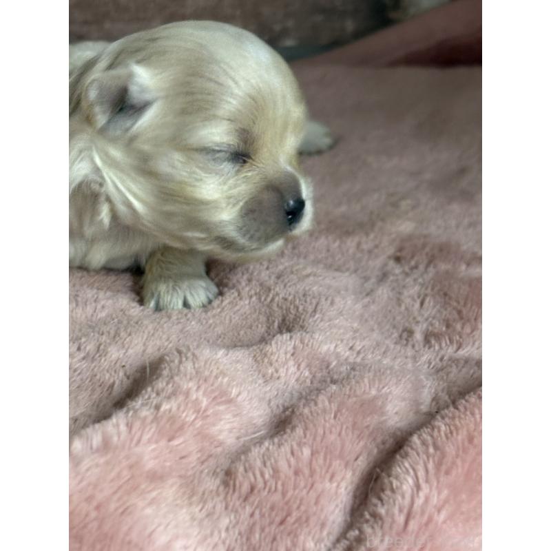 販売中の埼玉県のマルプー:マルチーズ×トイプードル-426041の3枚目