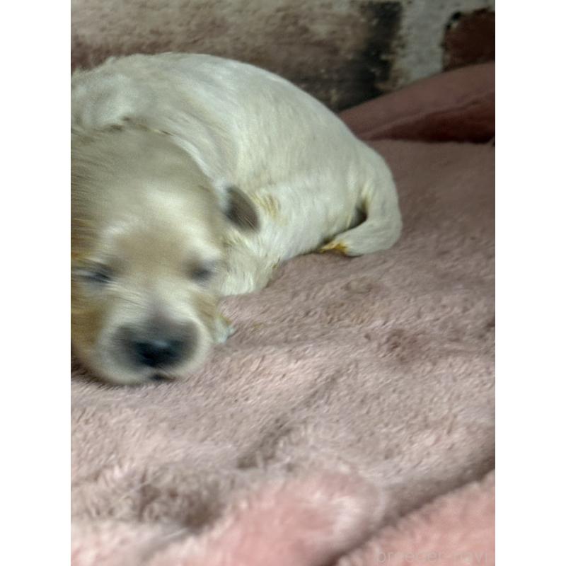 販売中の埼玉県のマルプー:マルチーズ×トイプードル-426041の2枚目