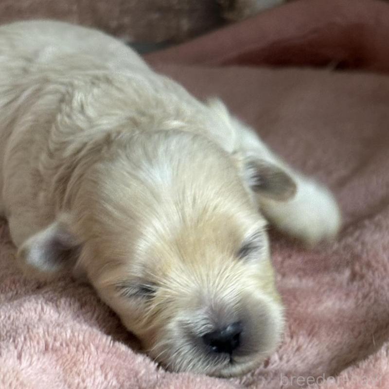 販売中の埼玉県のマルプー:マルチーズ×トイプードル-426041