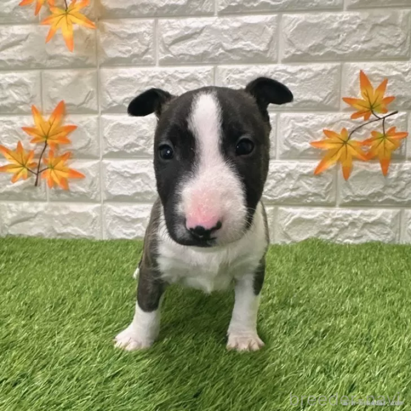 販売中の愛知県のミニチュアブルテリア-424696