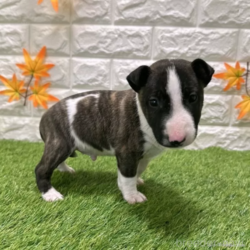 成約済の愛知県のミニチュアブルテリア-424696の5枚目