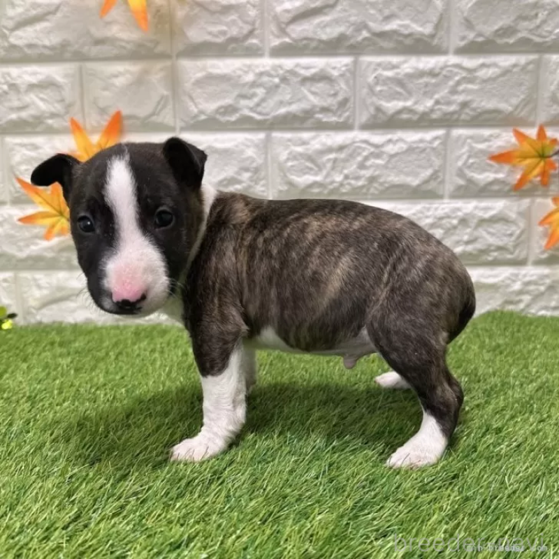 成約済の愛知県のミニチュアブルテリア-424696の4枚目