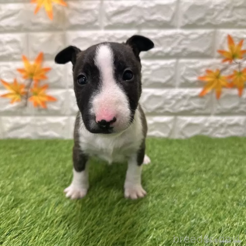 成約済の愛知県のミニチュアブルテリア-424696の3枚目