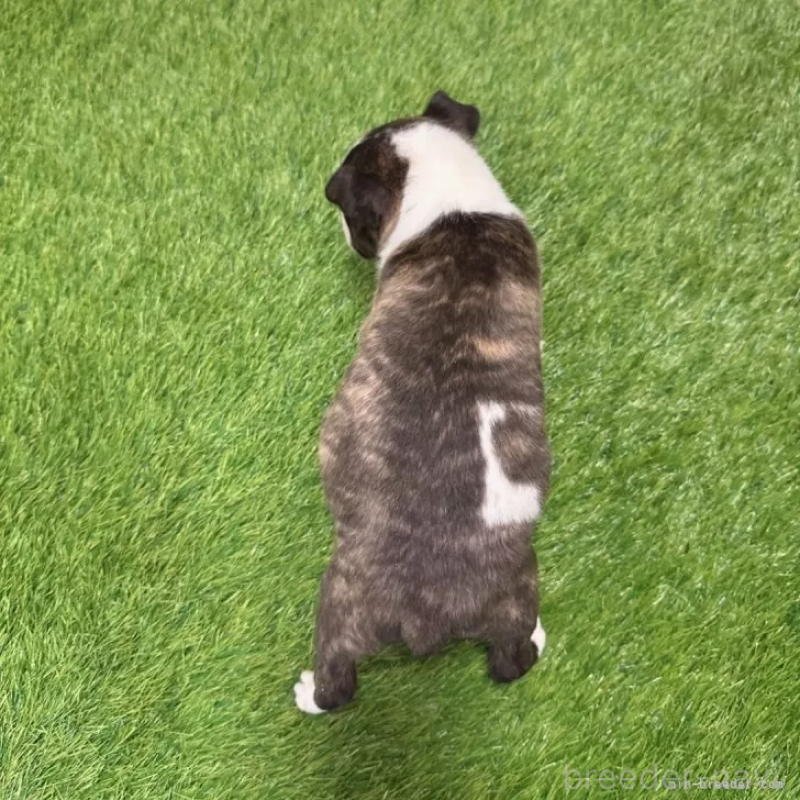 成約済の愛知県のミニチュアブルテリア-424696の2枚目