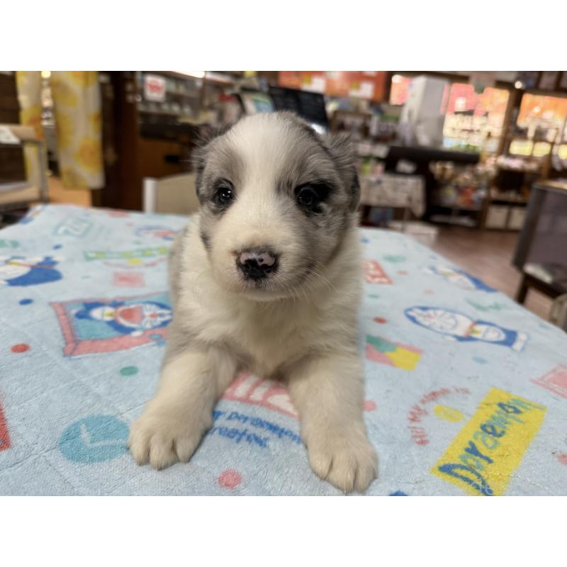 販売中の長野県のボーダーコリー-426042の10枚目