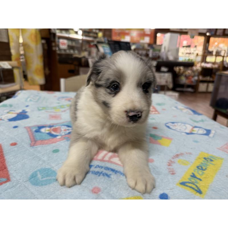 販売中の長野県のボーダーコリー-426042の8枚目