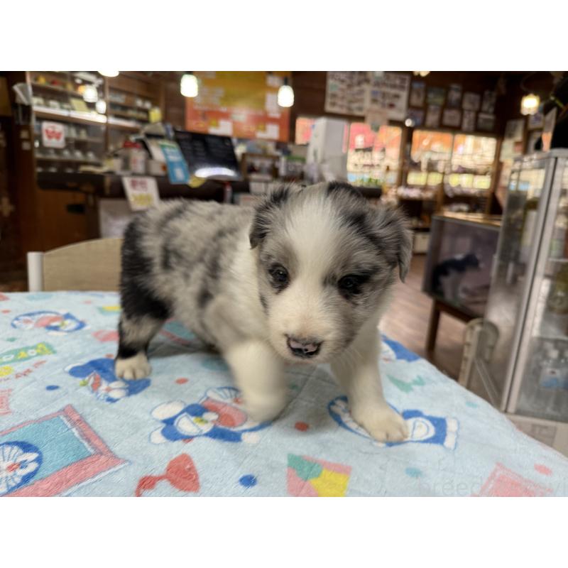 販売中の長野県のボーダーコリー-426042の7枚目