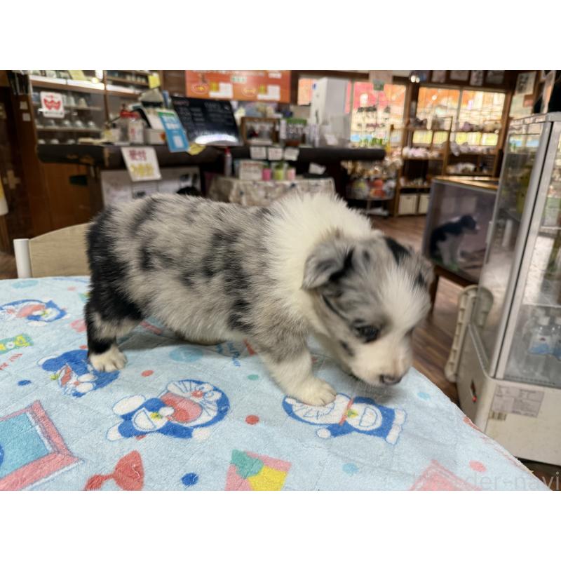 販売中の長野県のボーダーコリー-426042の6枚目