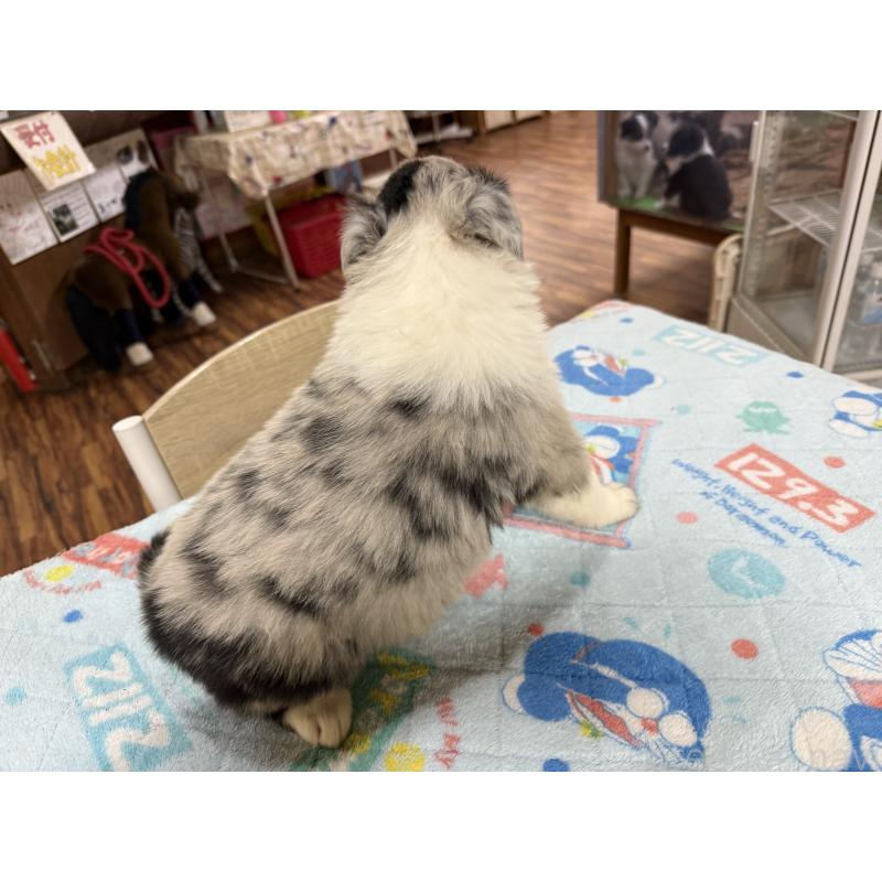 販売中の長野県のボーダーコリー-426042の5枚目