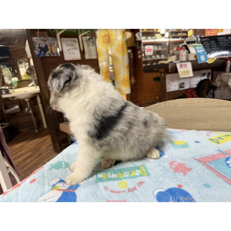 販売中の長野県のボーダーコリー-426042の4枚目
