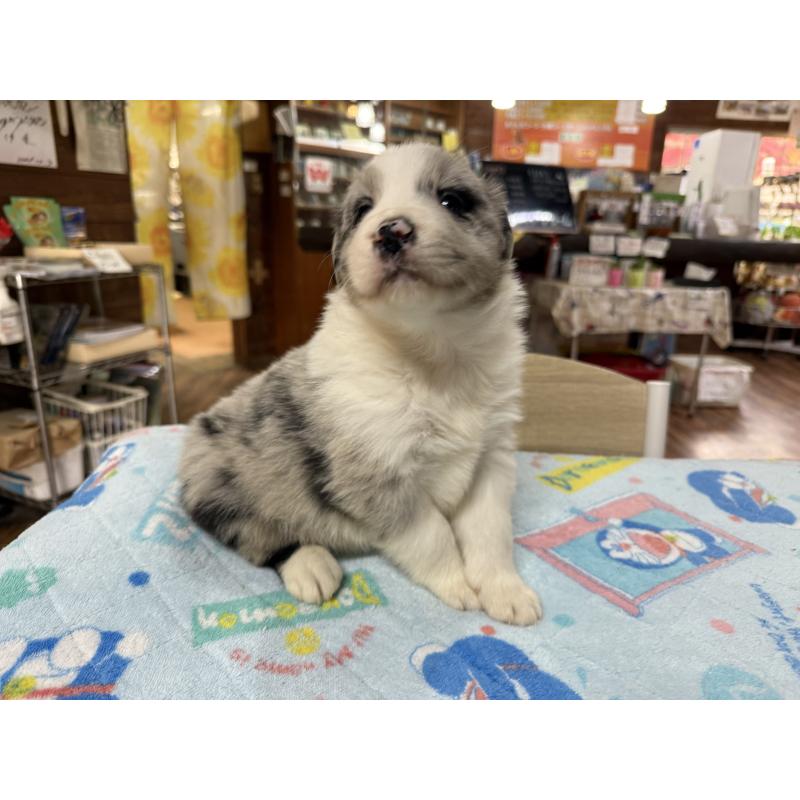 販売中の長野県のボーダーコリー-426042の3枚目