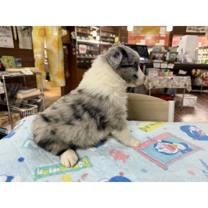 販売中の長野県のボーダーコリー-426042の2枚目