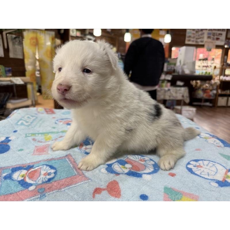 販売中の長野県のボーダーコリー-426043の7枚目