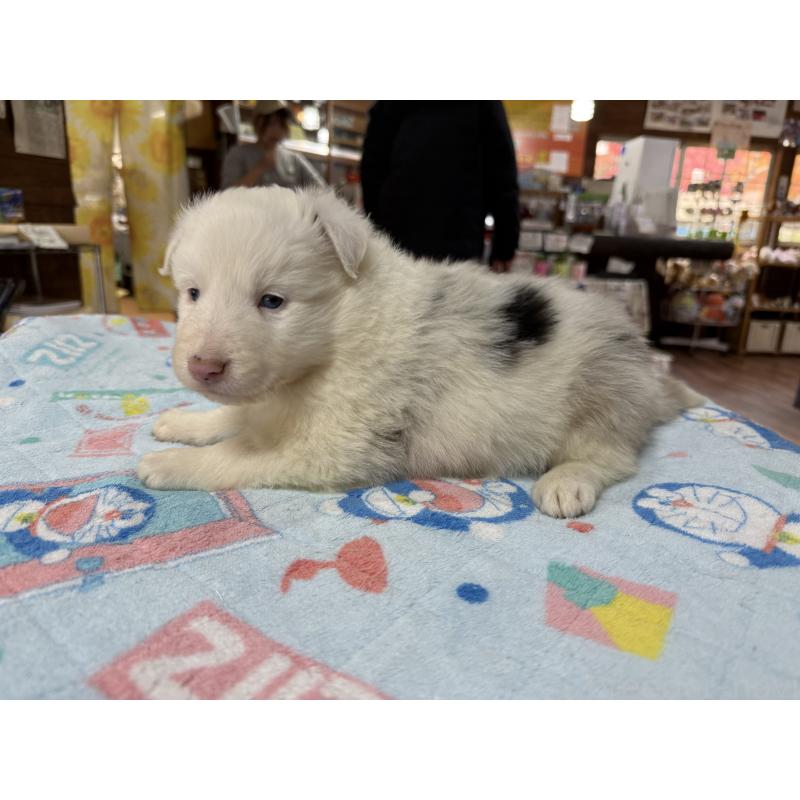 販売中の長野県のボーダーコリー-426043の6枚目