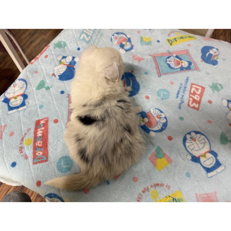 販売中の長野県のボーダーコリー-426043の5枚目