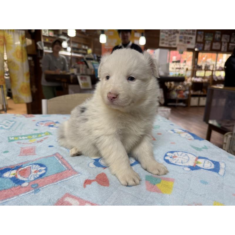 販売中の長野県のボーダーコリー-426043の4枚目