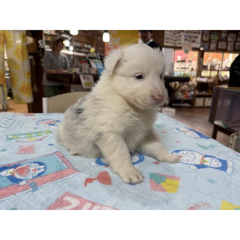 販売中の長野県のボーダーコリー-426043の3枚目