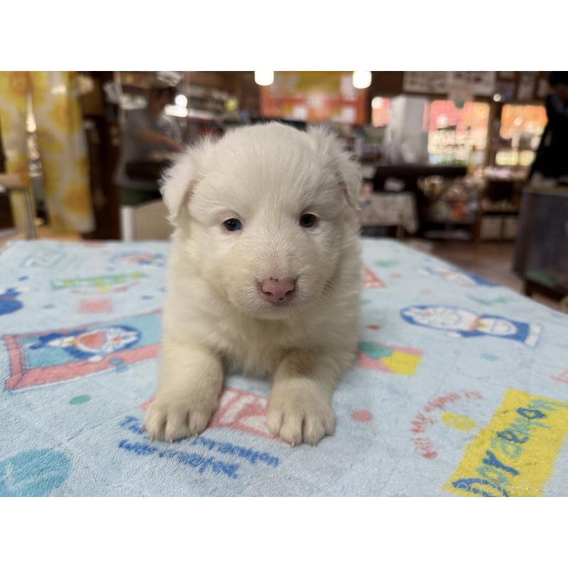 販売中の長野県のボーダーコリー-426043の2枚目