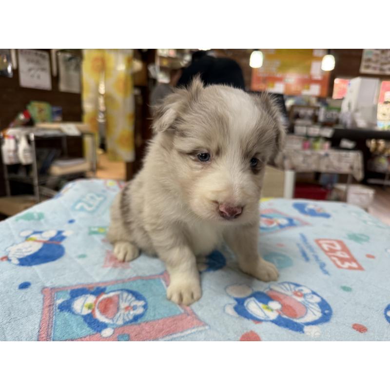 販売中の長野県のボーダーコリー-426044の8枚目