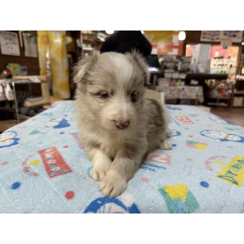 販売中の長野県のボーダーコリー-426044の7枚目