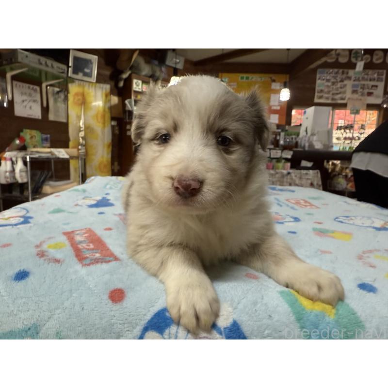 販売中の長野県のボーダーコリー-426044の6枚目