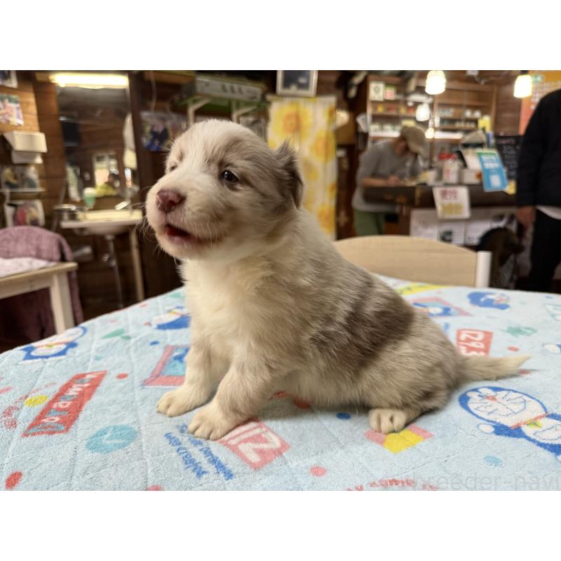 販売中の長野県のボーダーコリー-426044の5枚目