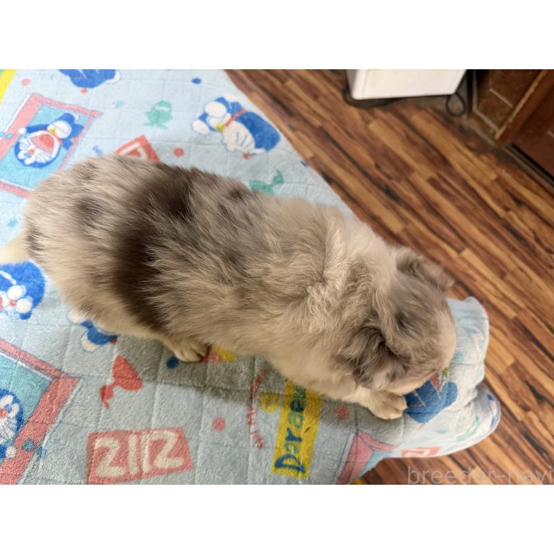 販売中の長野県のボーダーコリー-426044の4枚目