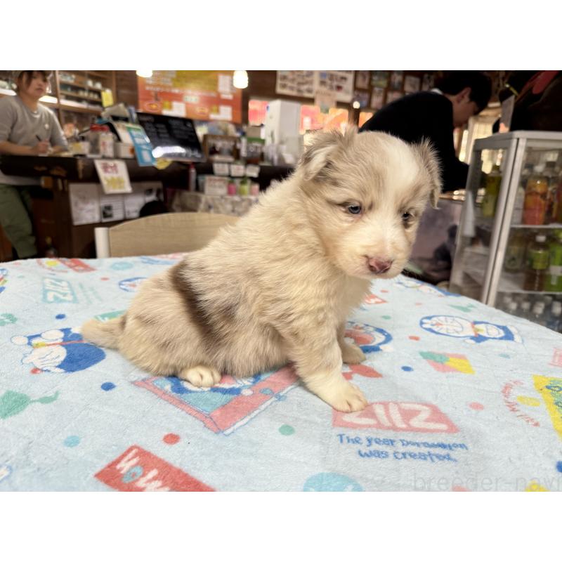 販売中の長野県のボーダーコリー-426044の3枚目