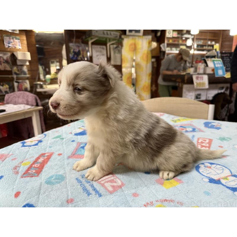 販売中の長野県のボーダーコリー-426044の2枚目