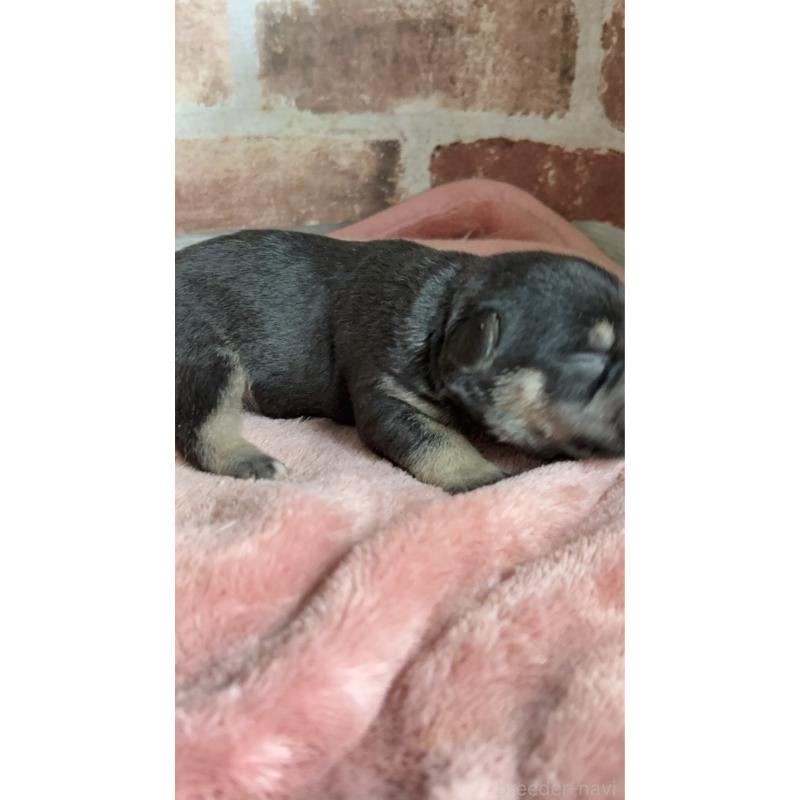 販売中の埼玉県のミックス犬-426045の2枚目