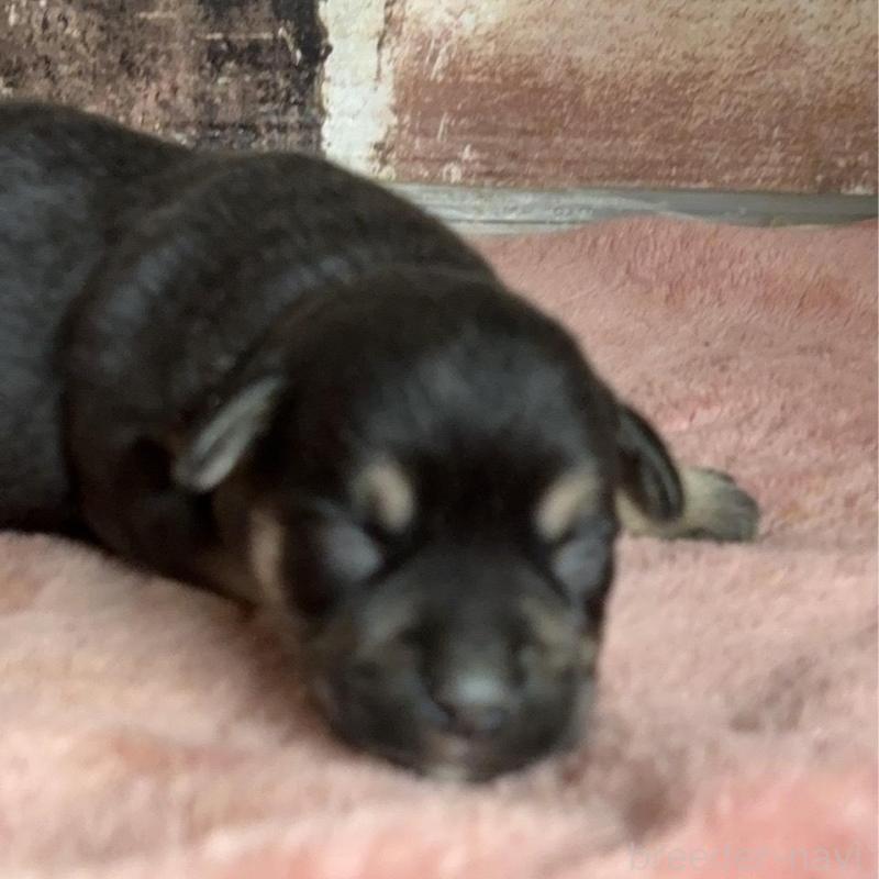 販売中の埼玉県のミックス犬-426045の1枚目