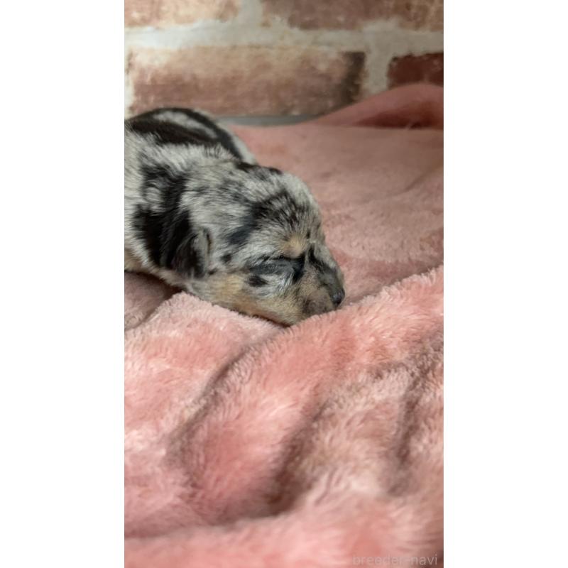 販売中の埼玉県のミックス犬-426046の3枚目