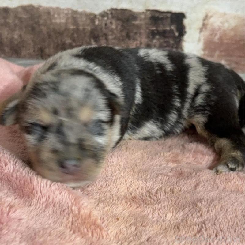 販売中の埼玉県のミックス犬-426046の1枚目