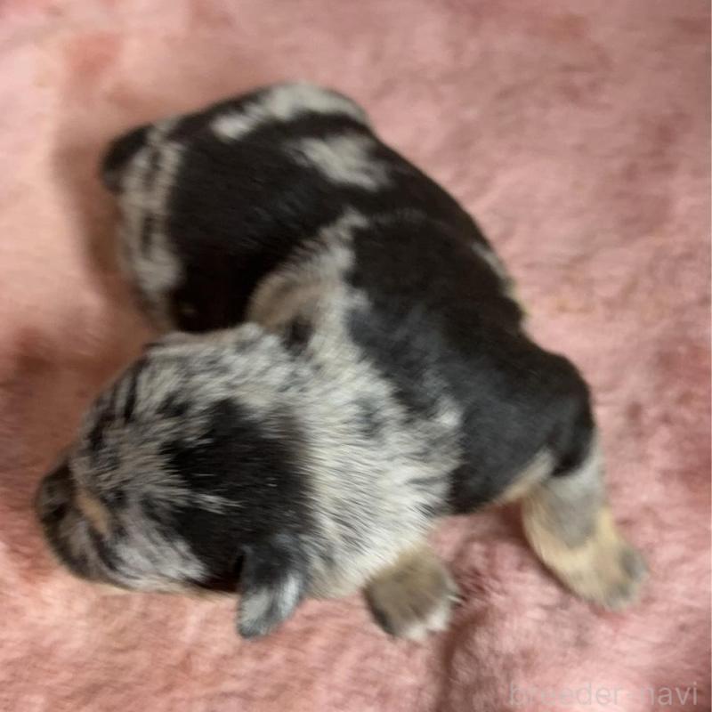 販売中の埼玉県のミックス犬-426046の2枚目