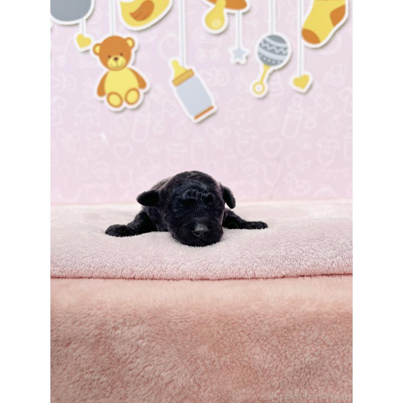 販売中の東京都のトイプードル-426058の3枚目