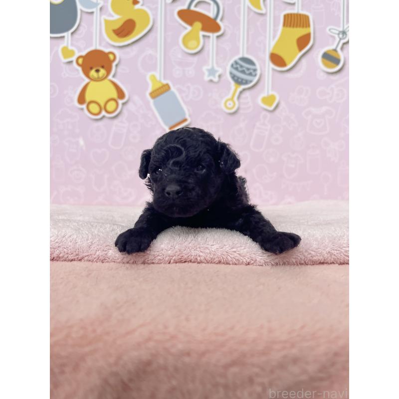 販売中の東京都のトイプードル-426058の2枚目