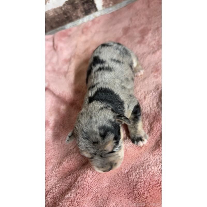 販売中の埼玉県のミックス犬-426047の2枚目