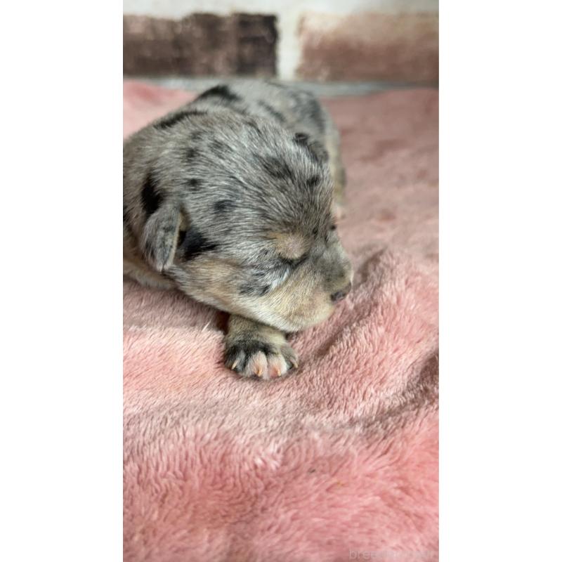 販売中の埼玉県のミックス犬-426047の3枚目